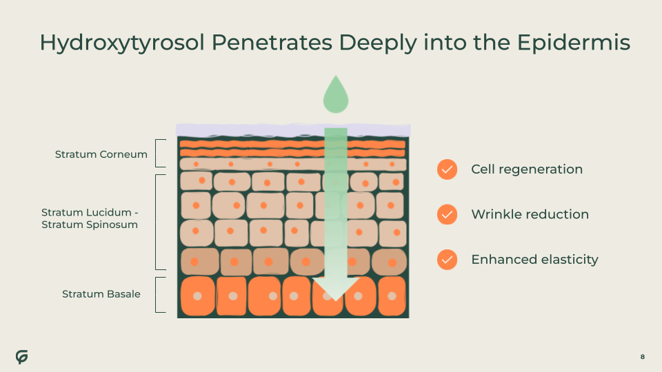 Hydroxytyrosol Penetrates Deeply into the Epidermis